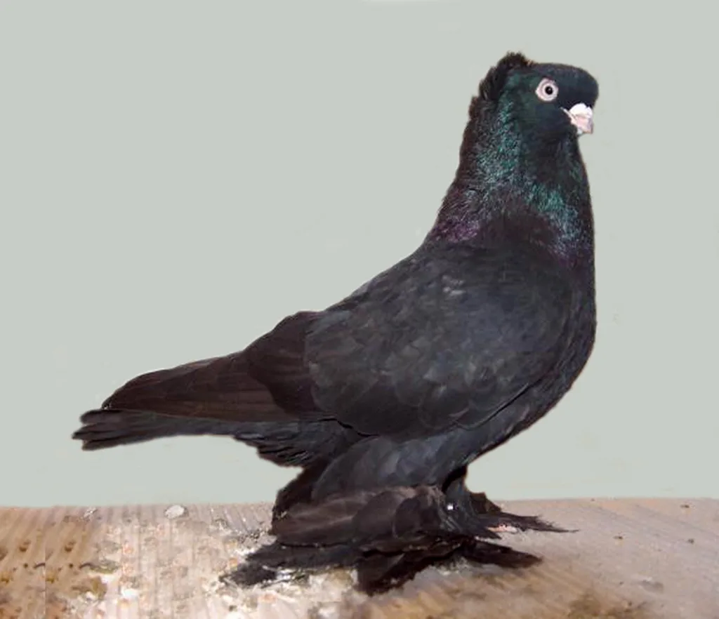 Rus Taklacı