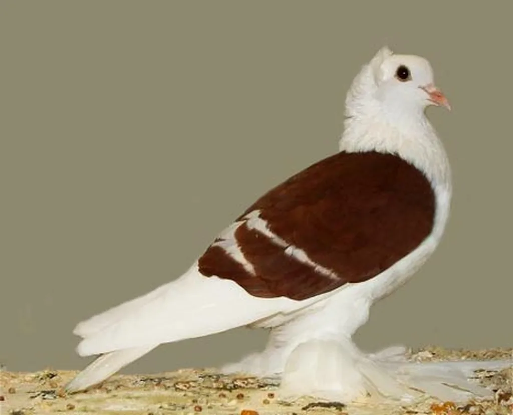 Sakson Kalkanlı Güvercin