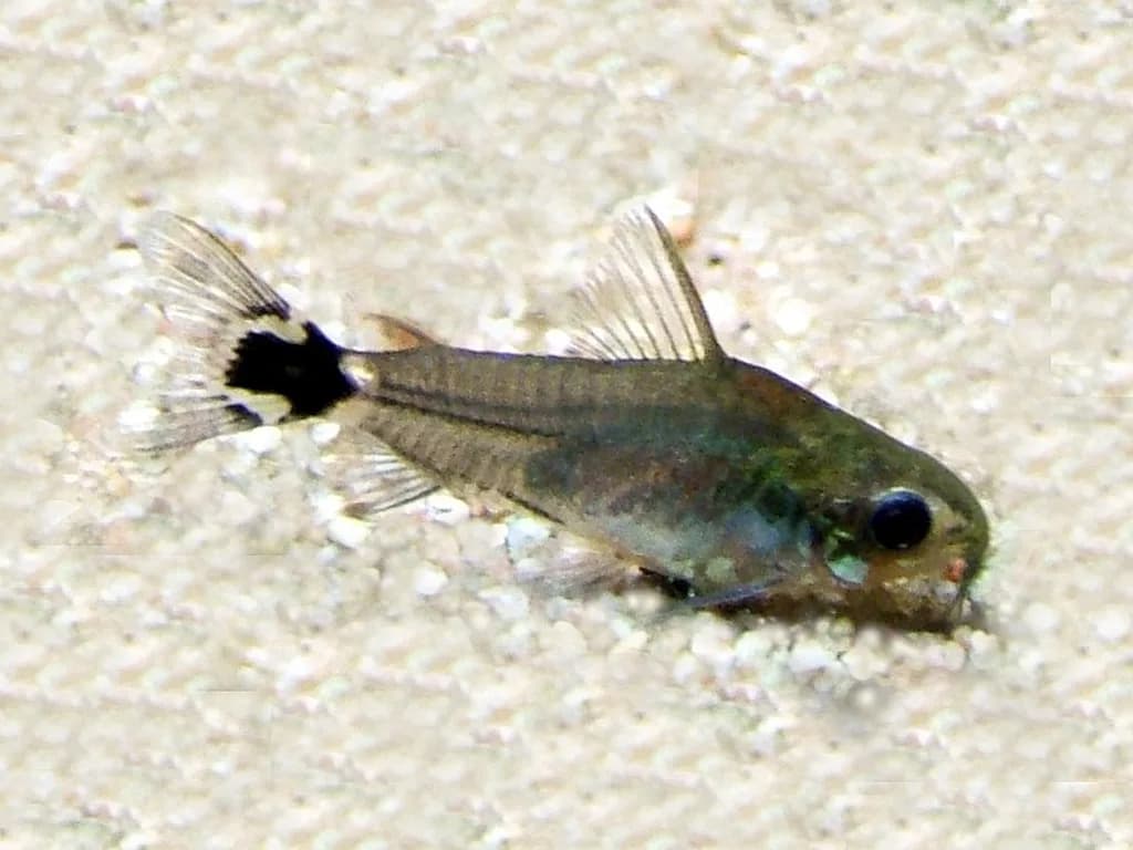 Cüce Cory