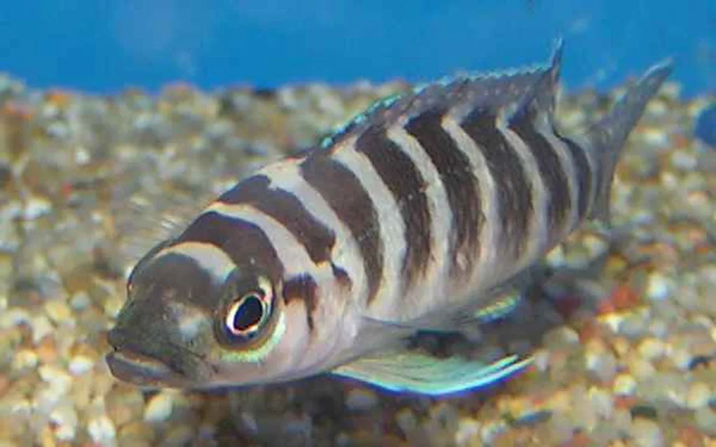 Cylindricus