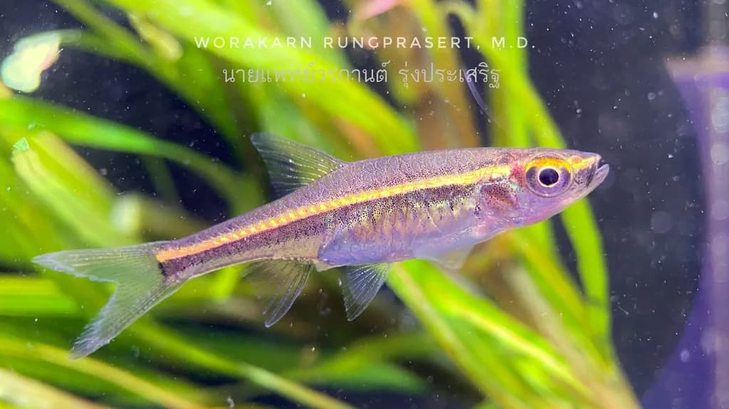 Kırmızı Çizgili Rasbora
