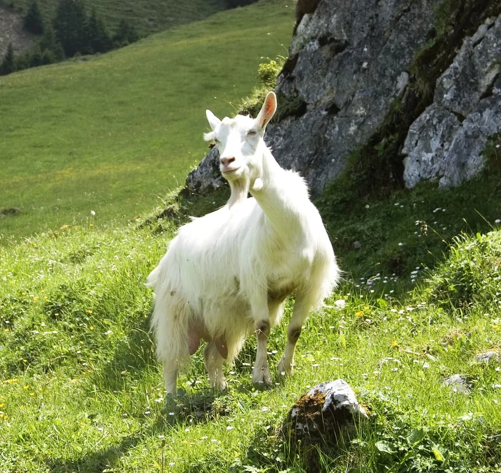 Appenzell Keçisi