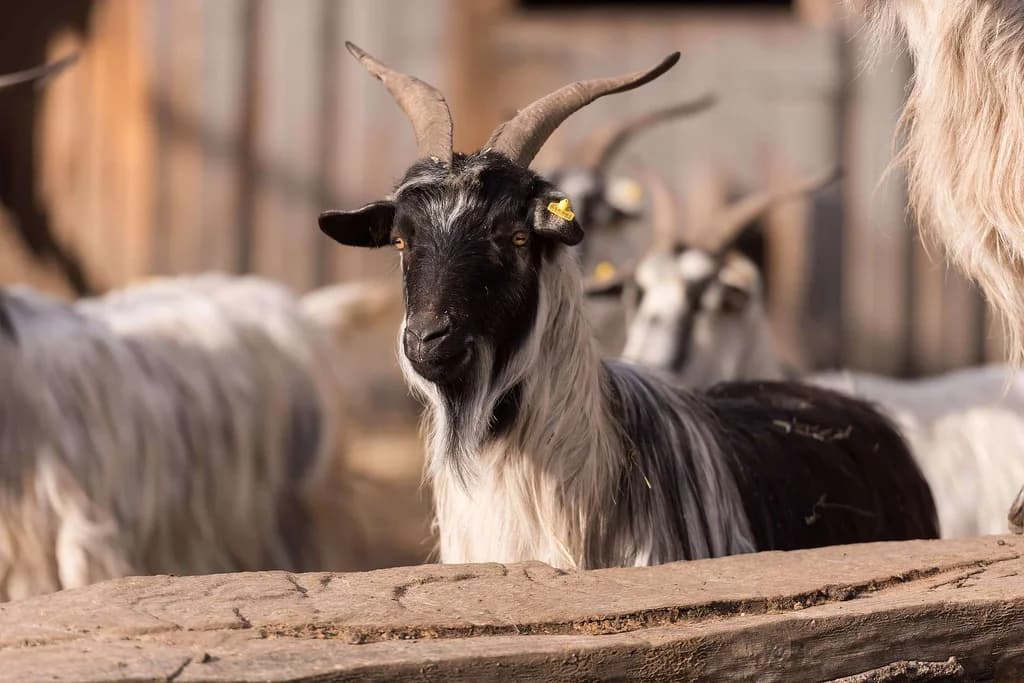 Arsi-Bale Keçisi
