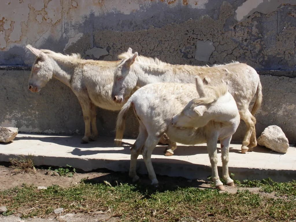 Asinara Eşeği