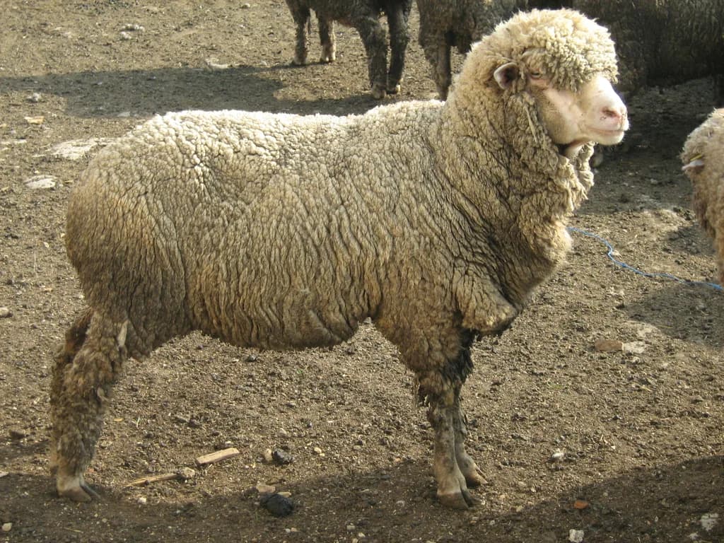 Askanian Koyunu