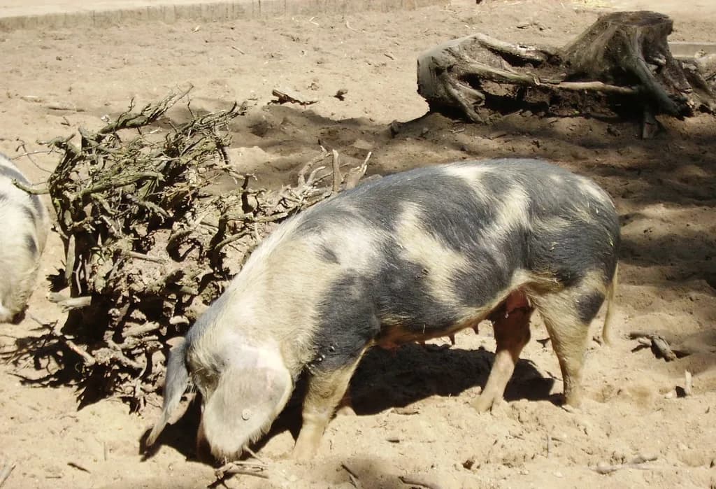 Bentheim Siyah Pied Domuzu