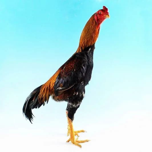 Sakız Dövüş Tavuğu