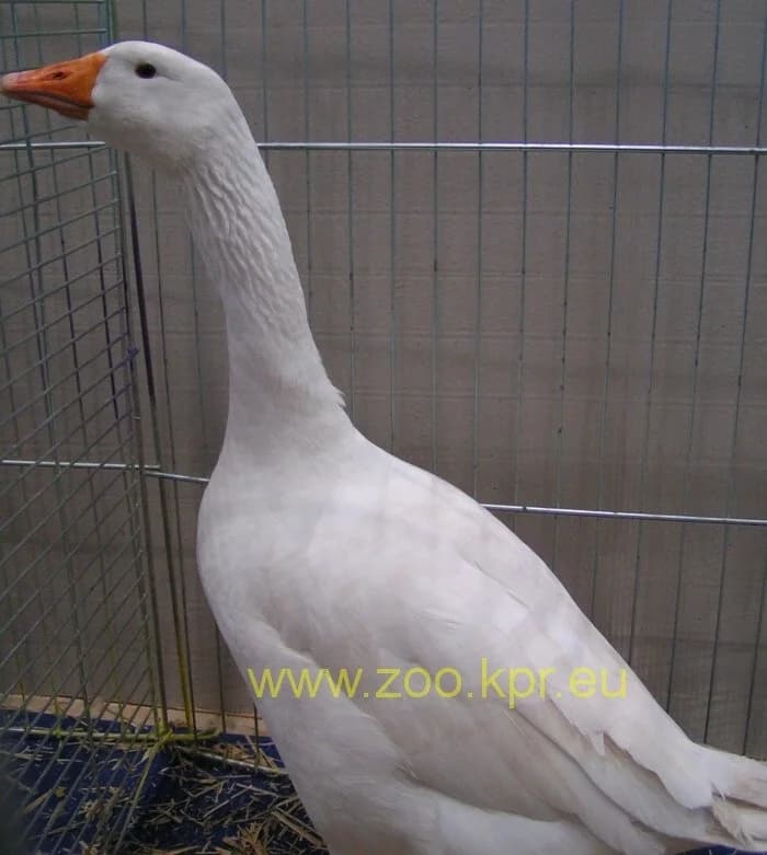 Diepholz Kazı