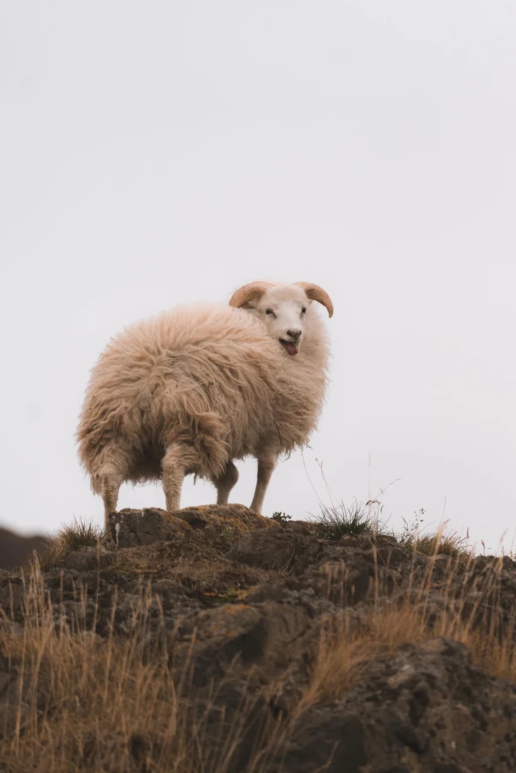 Greenlandic Koyunu