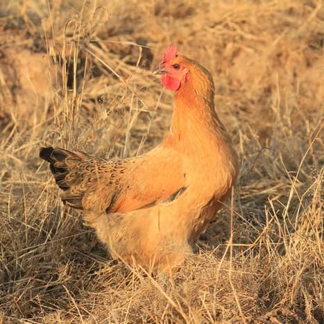 Gushi Tavuğu