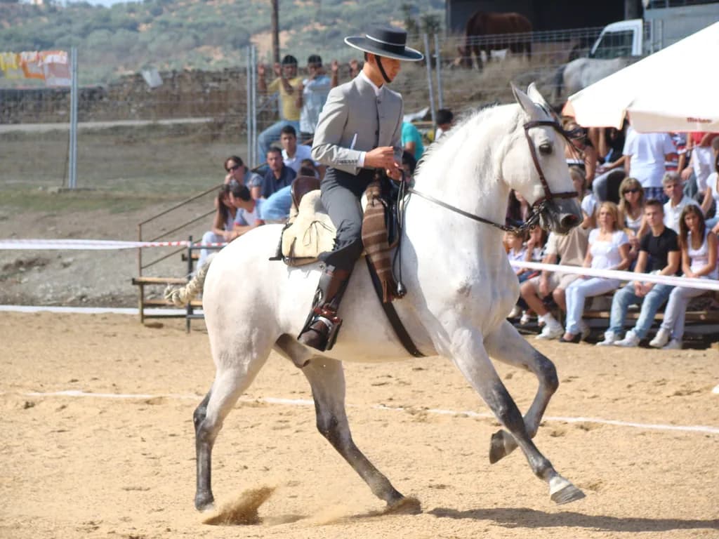 Hispano-Árabe Atı