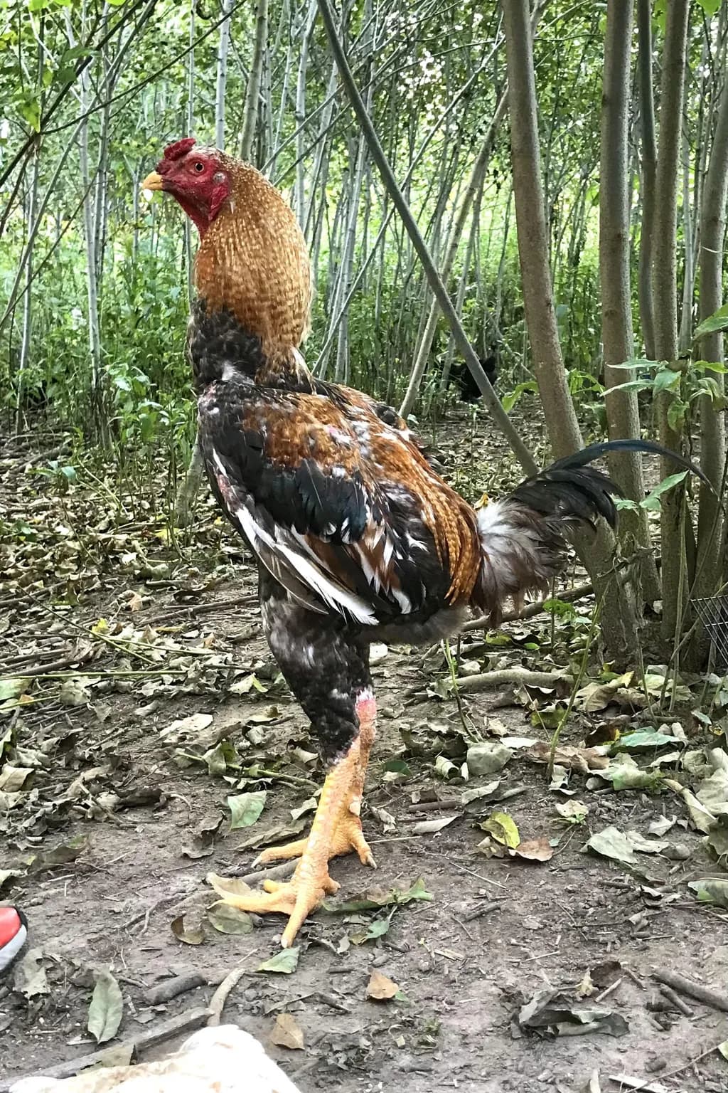 Índio Gigante
