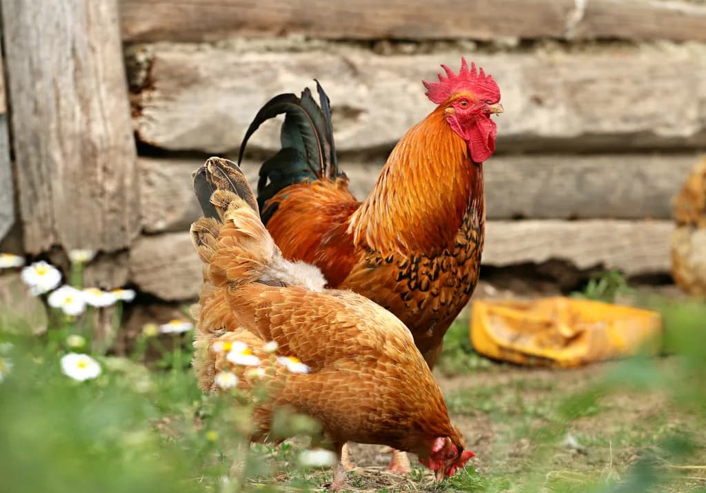 Ovambo Tavuğu