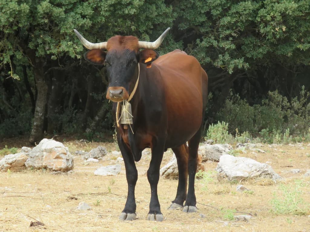 Pajuna Sığırı
