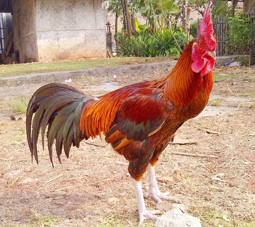 Ayam Pelung Tavuğu