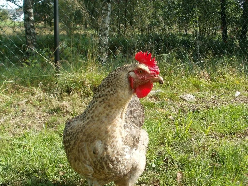 Polbar Tavuğu