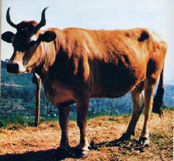 Pontremolese Sığırı