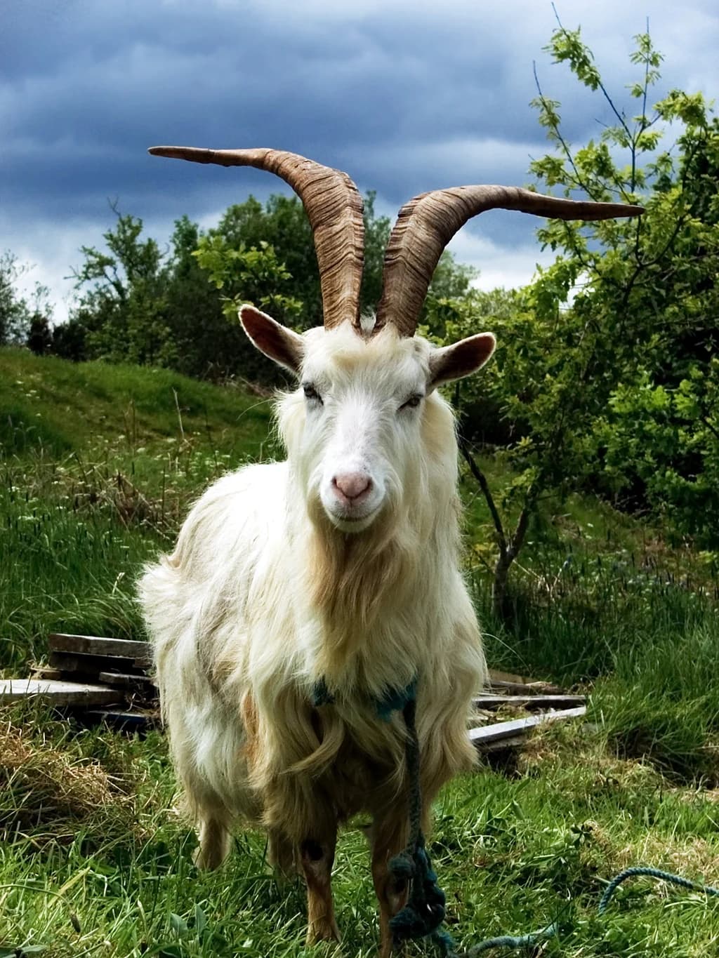 Sahel Keçisi