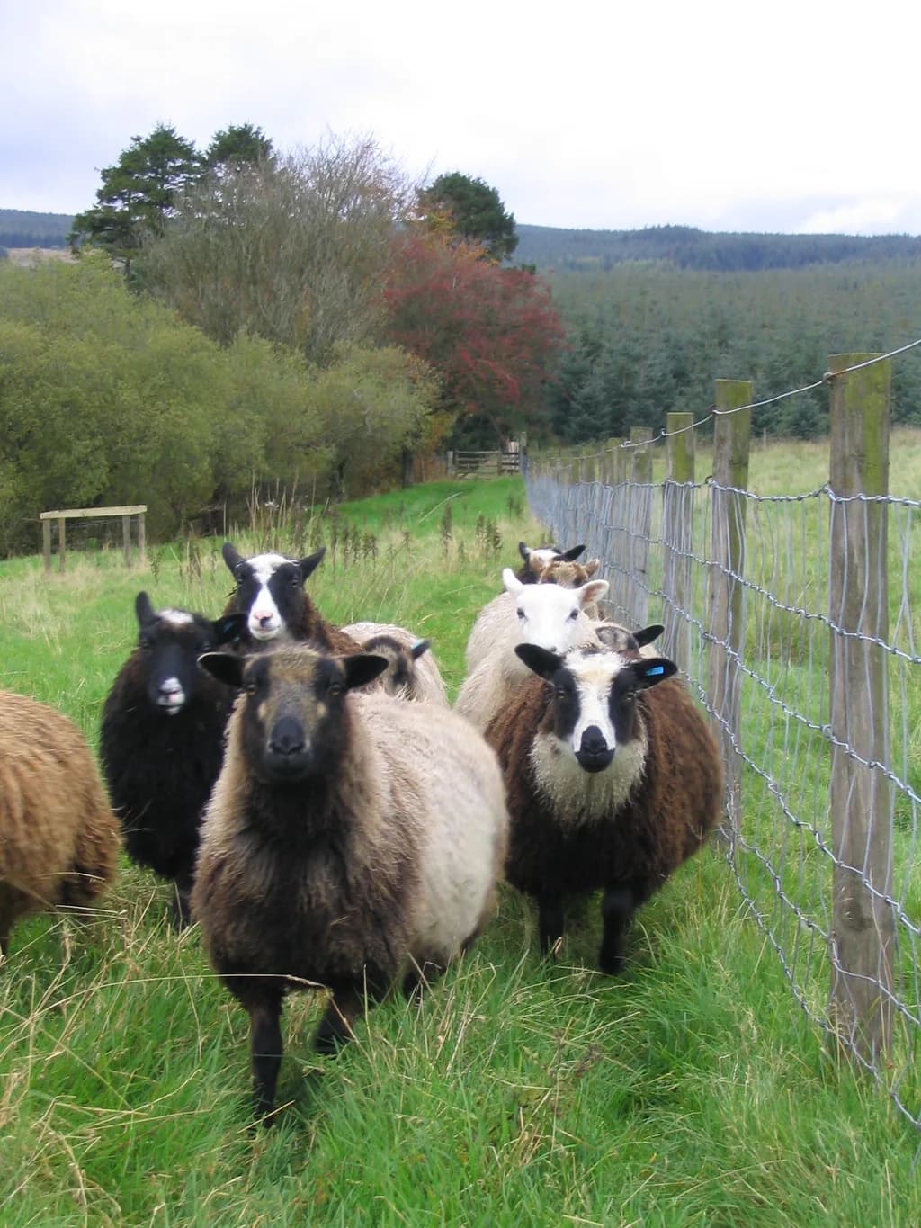 Shetland Koyunu