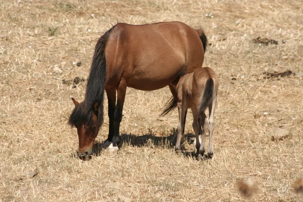 Skyros Atı