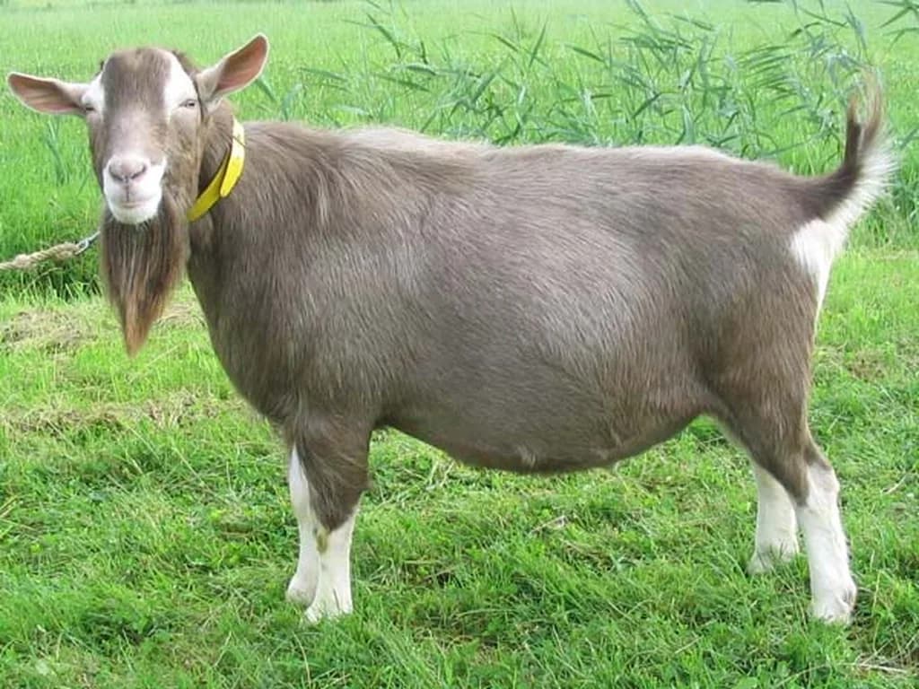 Toggenburg Keçisi