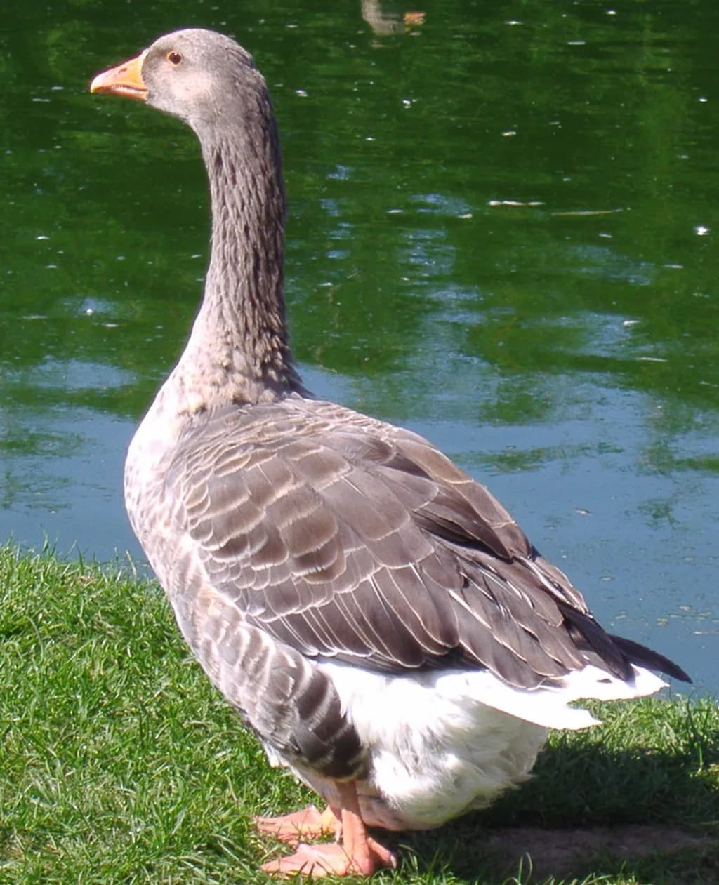 Toulouse Kazı
