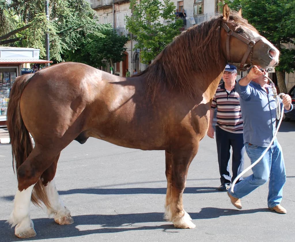 İtalyan Ağır Koşum Atı
