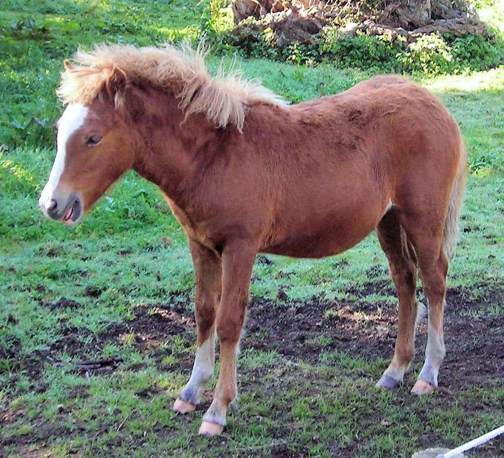 Kerry Bog Midillisi