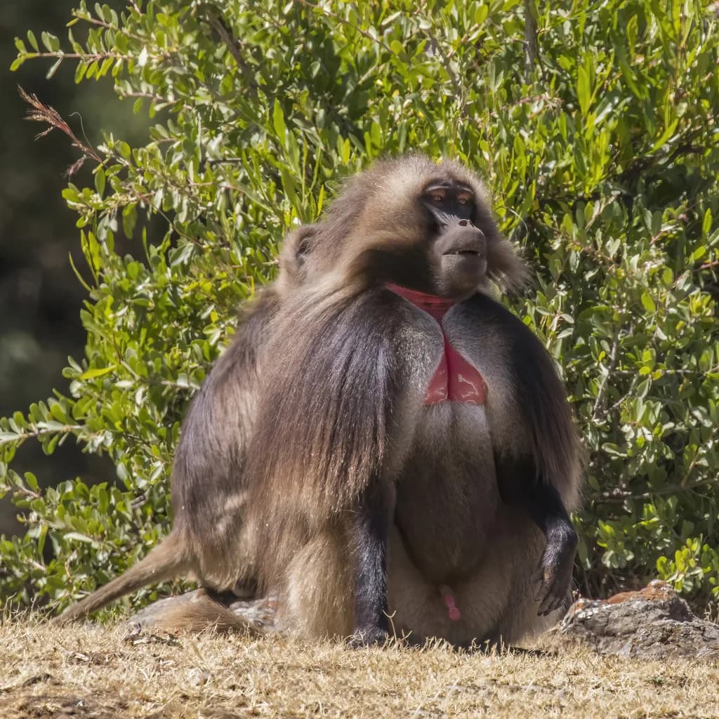 Gelada