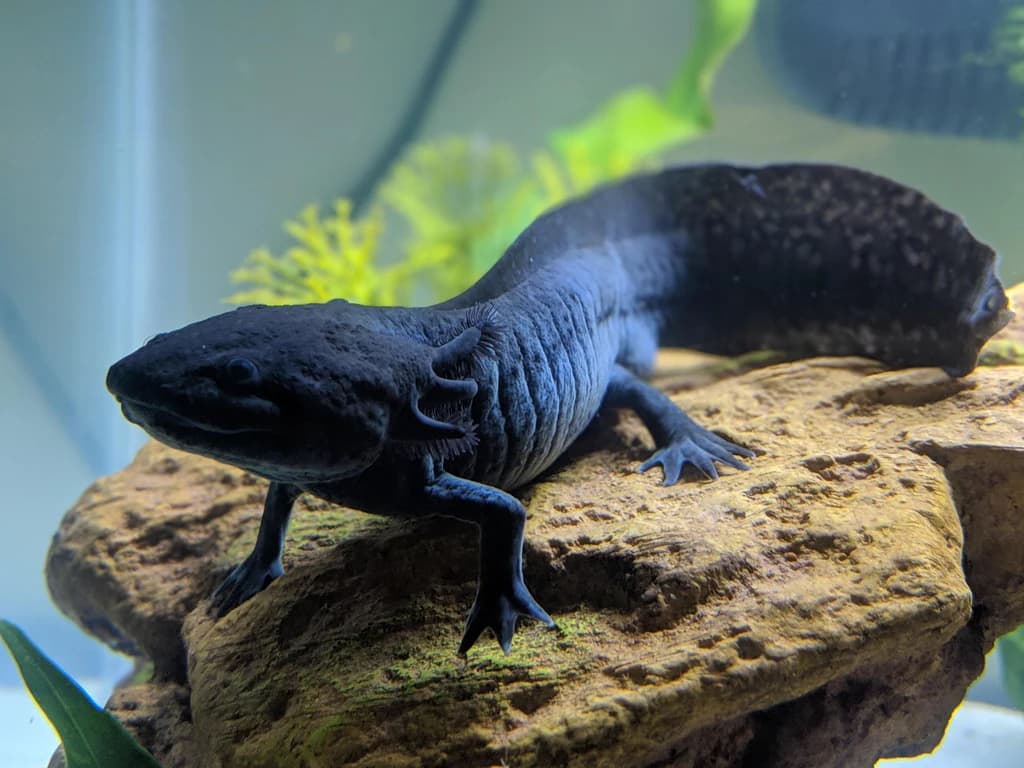 Melanoid Aksolotl