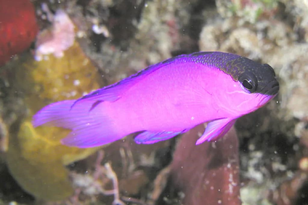 Siyah Şapkalı Basslet