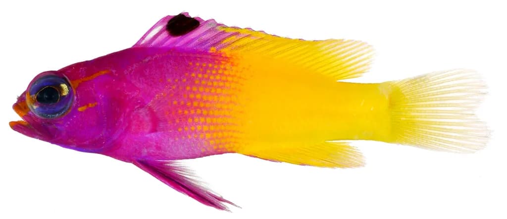 Kraliyet Gramma