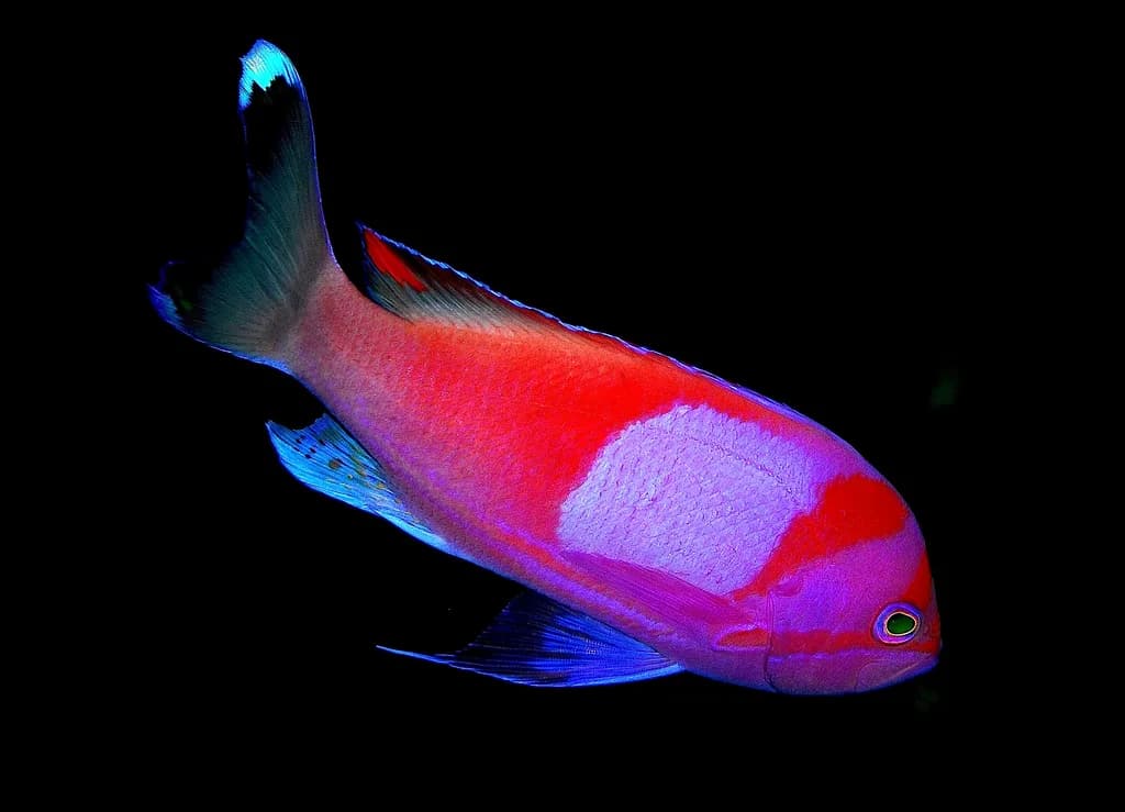 Kare Benekli Anthias
