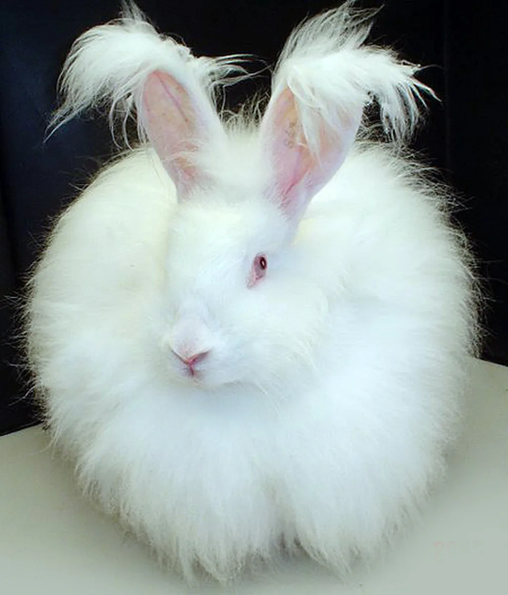 İngiliz Angora